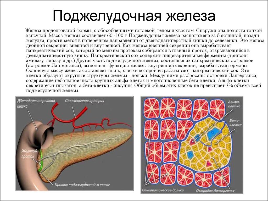 Железистые клетки печени вырабатывают. Жировое Перерождение поджелудочной железы. Островки Лангерганса функции. Снаружи поджелудочная железа покрыта. Стеатоз поджелудочной железы.