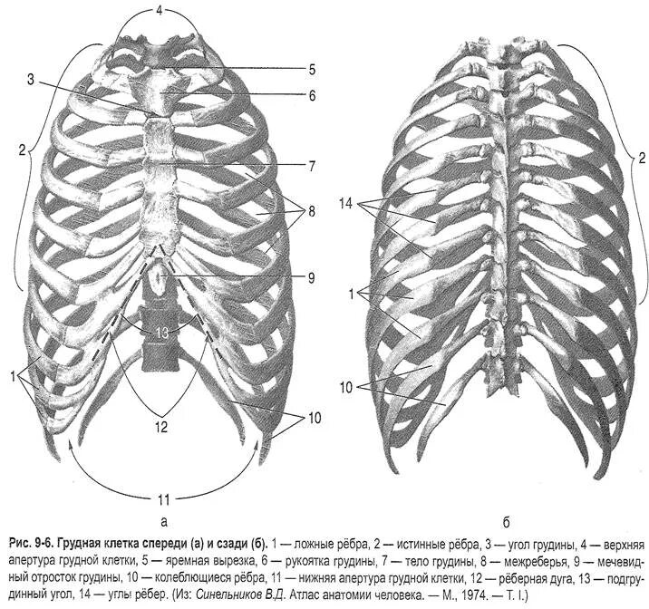 Реберная дуга анатомия человека. Реберная клетка анатомия. Нижняя Апертура грудной клетки анатомия. Рукоятка грудины мечевидный отросток. Грудное отверстие