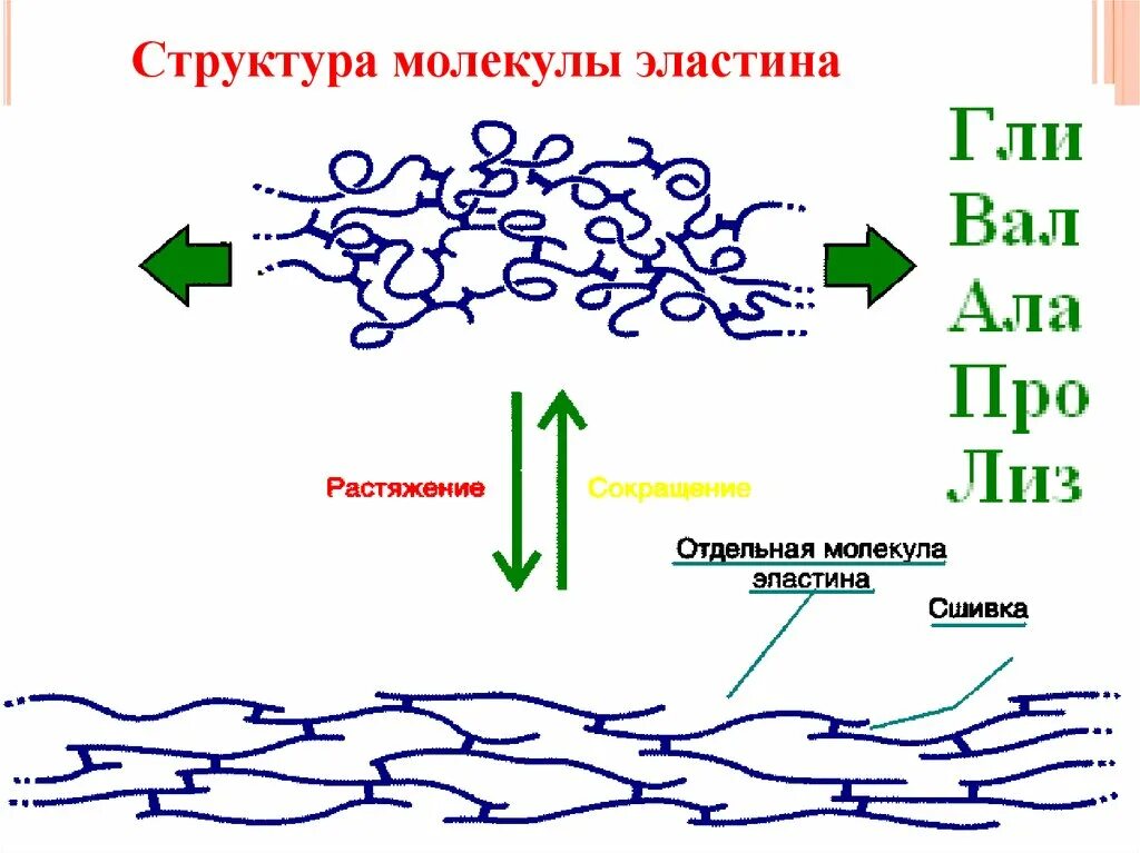 Строение эластина биохимия. Эластин структура и функции биохимия. Эластин строение. Эластин структура.
