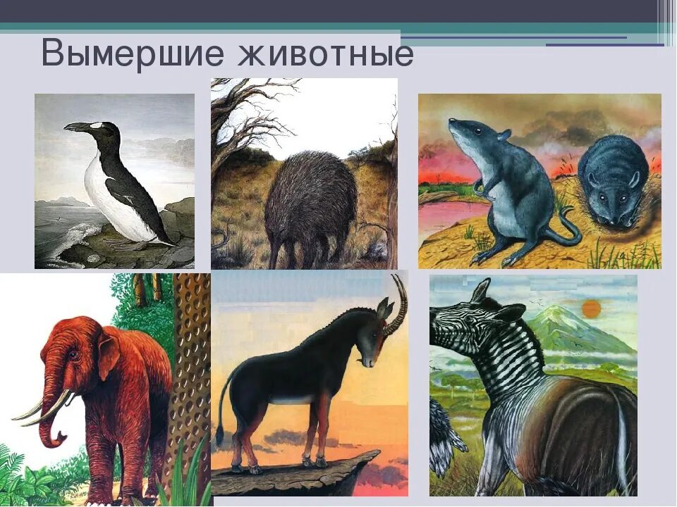 Животные исчезнувшие по вине человека: найдено 80 картинок
