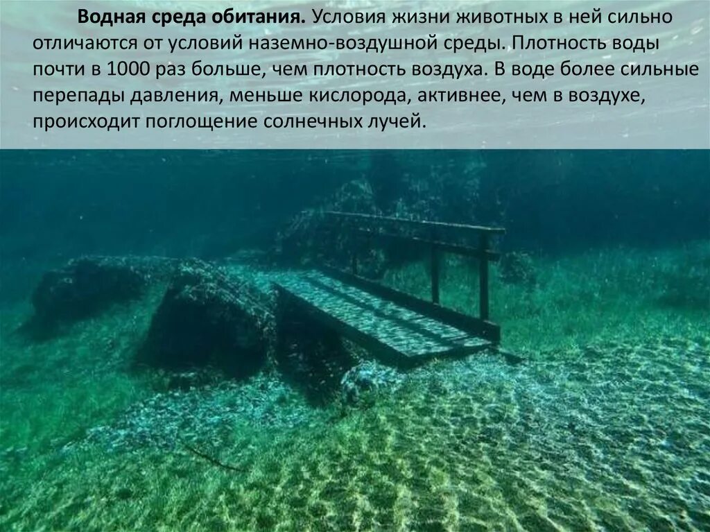 Определите среду обитания водных