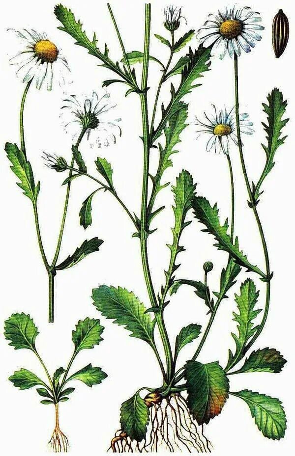 Ромашка форма листьев. Нивяник обыкновенный поповник. leucanthemum vulgare lam. нивяник обыкновенный, поповник луговой. ромашка обыкновенная – нивяник.