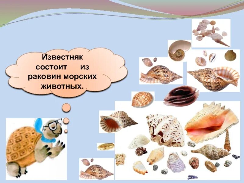 Камень который состоит из раковин морских животных. Что состоит из раковин морских животных. известняк состоит из раковин. известняк из раковин морских животных.