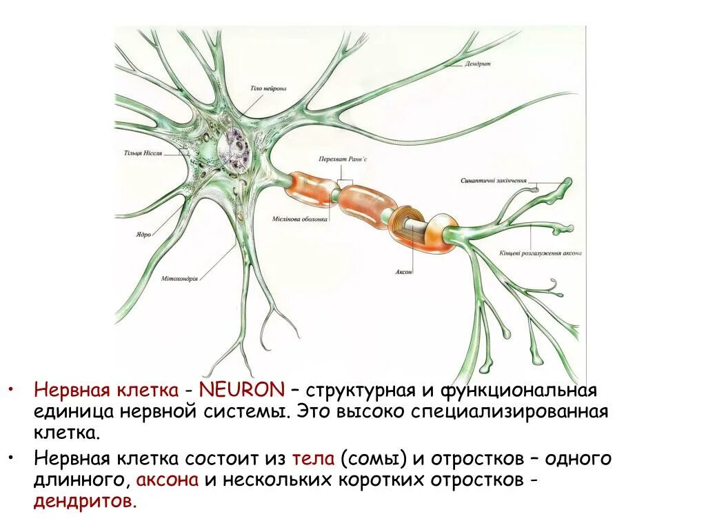 Вспомогательные нервные клетки. Нервная клетка. Структурная единица нервной клетки. Структурная и функциональная единица нервной клетки. Нервная клетка состоит из.