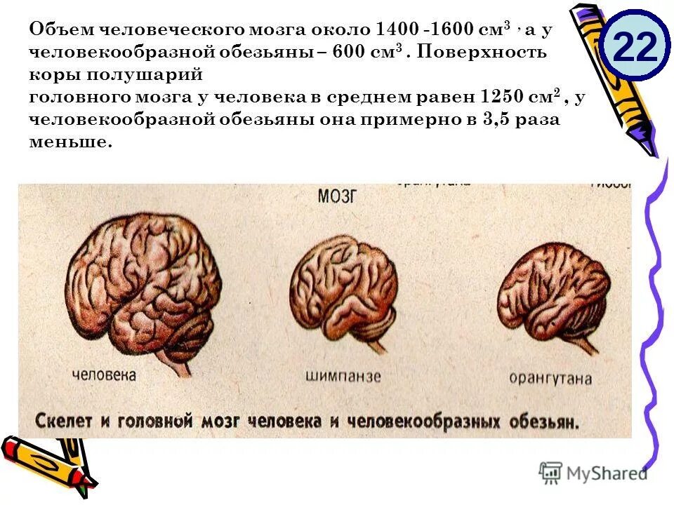 Сколько весил мозг. Объем головного мозга человекообразных обезьян. Объем человеческого мозга. Объем головного мозга человека. Масса мозга современного человека.