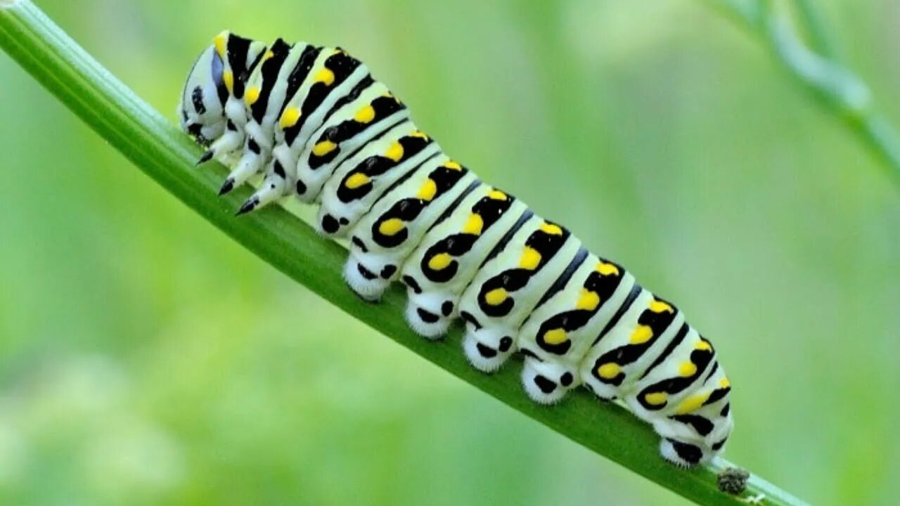 Пчела предупреждающая окраска. Caterpillar гусеница Caterpillar. Разноцветная гусеница. Гладкая гусеница. Фиолетовая гусеница.