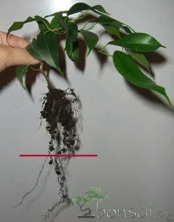 Фикус бенджамина корни