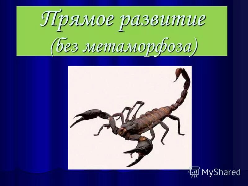 Прямое развитие без метаморфоза. Прямое развитие без метаморфоза