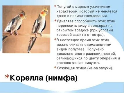 Характер попугая корелла
