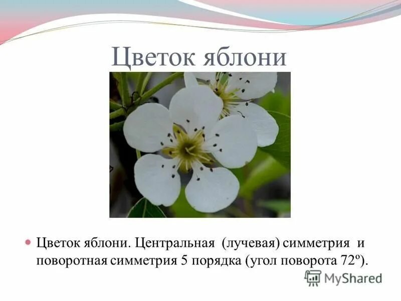яблоня цветок формула семейство. цветы яблони. цветок яблони правильный или неправильный. формула цветка яблони. цветок яблони правильный или неправильный.
