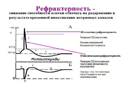 Проводимость возбудимых тканей