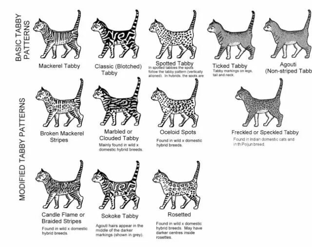 Окрас Классик табби у кошек. Типы окрасов табби. Окрас табби кошки таблица. Агути табби. Типы окрасов кошек