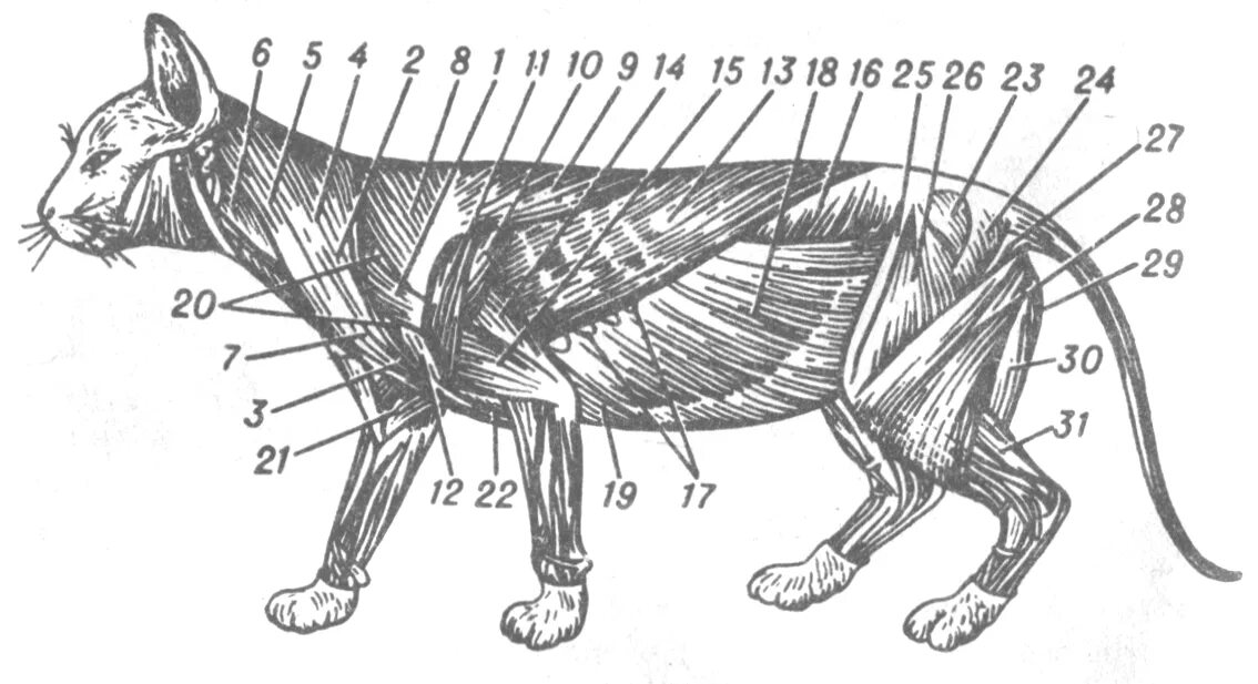 Мускулатура млекопитающих. Строение кота сбоку. Грудная клетка кота анатомия. Мышцы задней конечности кошки. Мышцы кошки анатомия.
