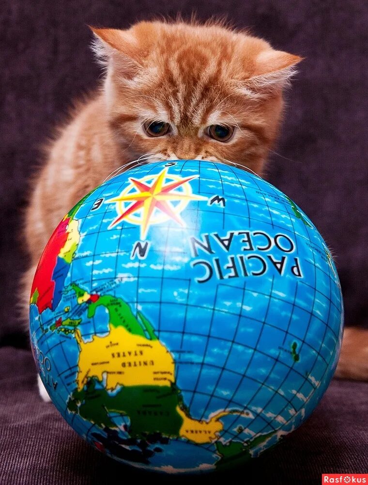 Коты правят миром мем. Хочу управлять миром. Фотомонтаж котики. Франсдита муафидин. Бралдт бралдс художник.