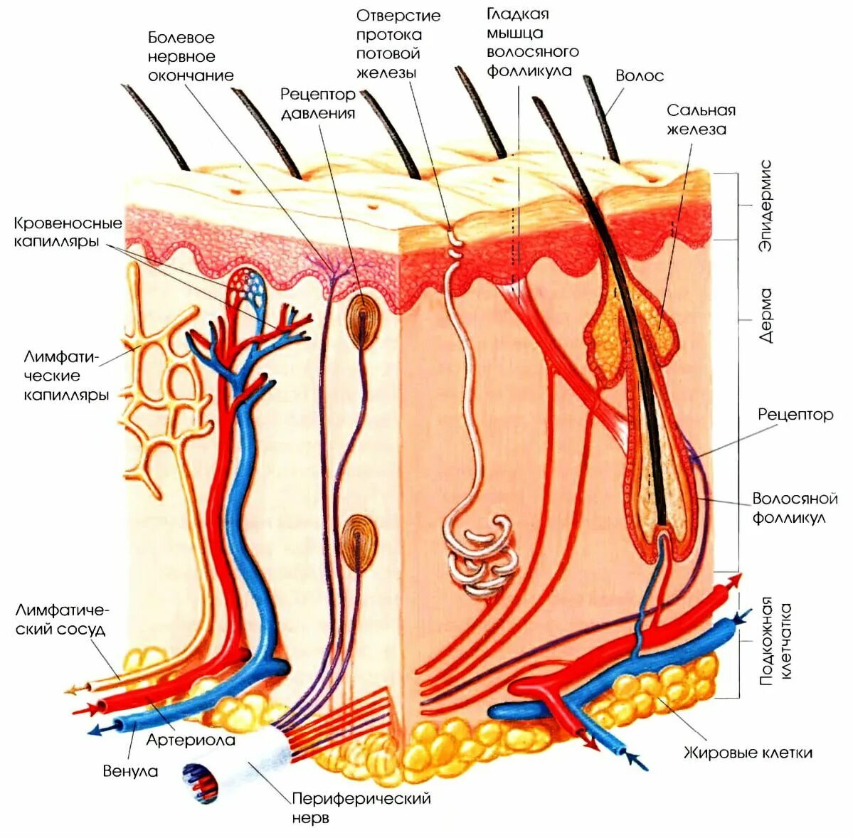 Какие структуры в дерме. Дерма потовая железа кожа. Дерма эпидермис анатомия. Гиподерма сальная железа нерв волос эпидермис потовая железа. Дерма потовая железа кожа клетки.
