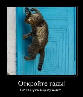 Открыть прикольные картинки