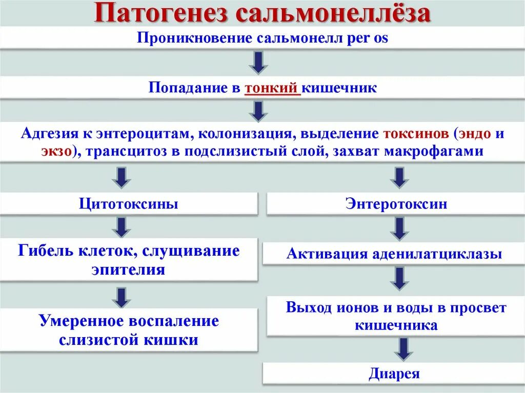 Патогене зсальмонелёза. Патогенез сальмонеллеза. Патогенез сальмонелл. Патогенез сальмонеллеза схема. Генерализованная форма сальмонеллеза