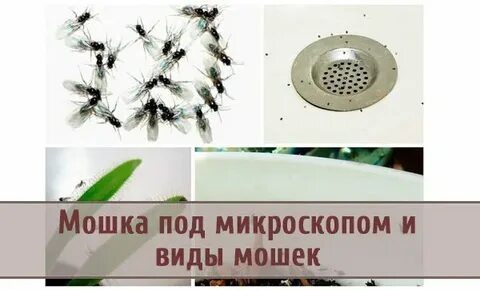 Как избавиться от кухонных мошек