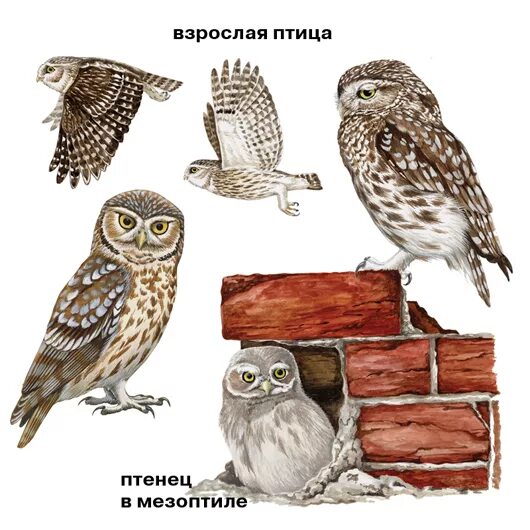Как определить сов вид. Домовой сыч и воробьиный сыч отличия. воробьиный и домовый сыч. домовой сыч клюв. неясыть, сова, сыч отличия.