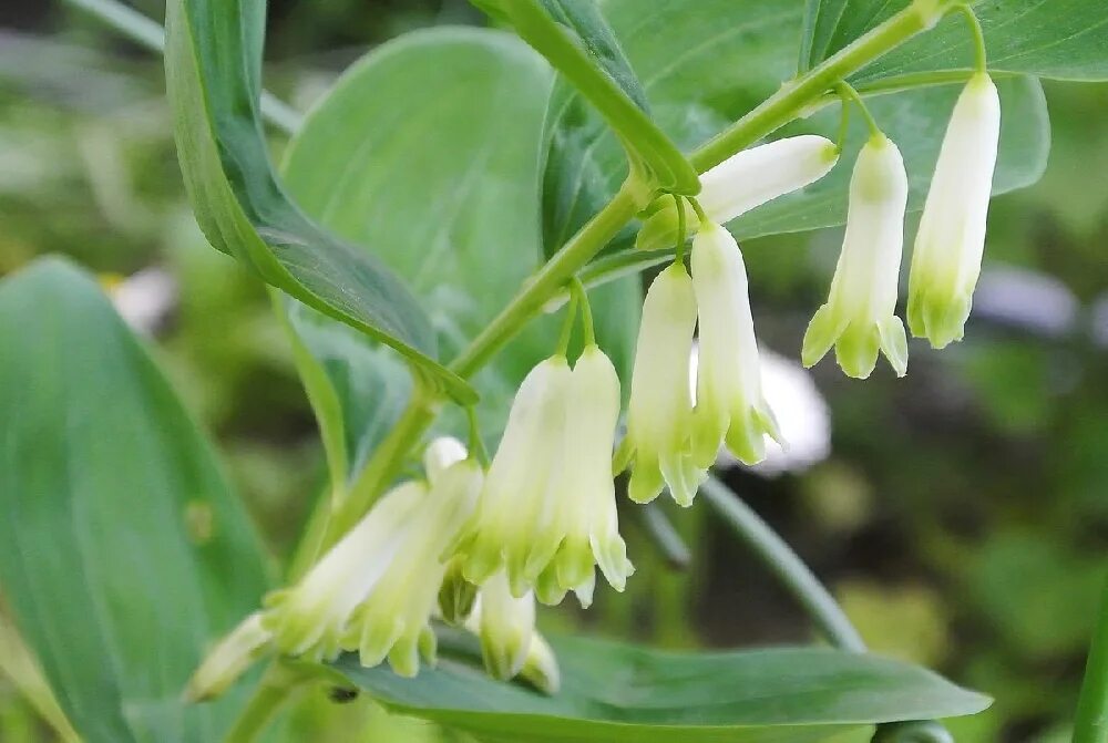 Купена аптечная корневище. Купена лекарственная свойства. Купена многоцветковая корень. Купена лекарственная свойства. Купена сибирская.