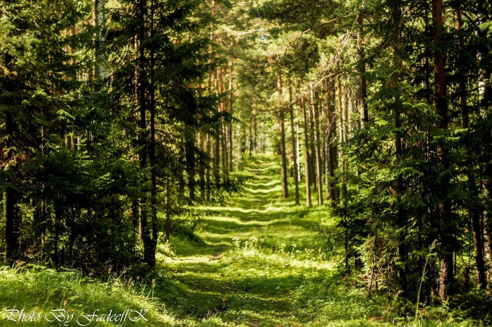 лесные массивы кемеровской области. территория татарстан леса. названия лесных массивов. хвойный лес с высоты. лес 44 км в спб.