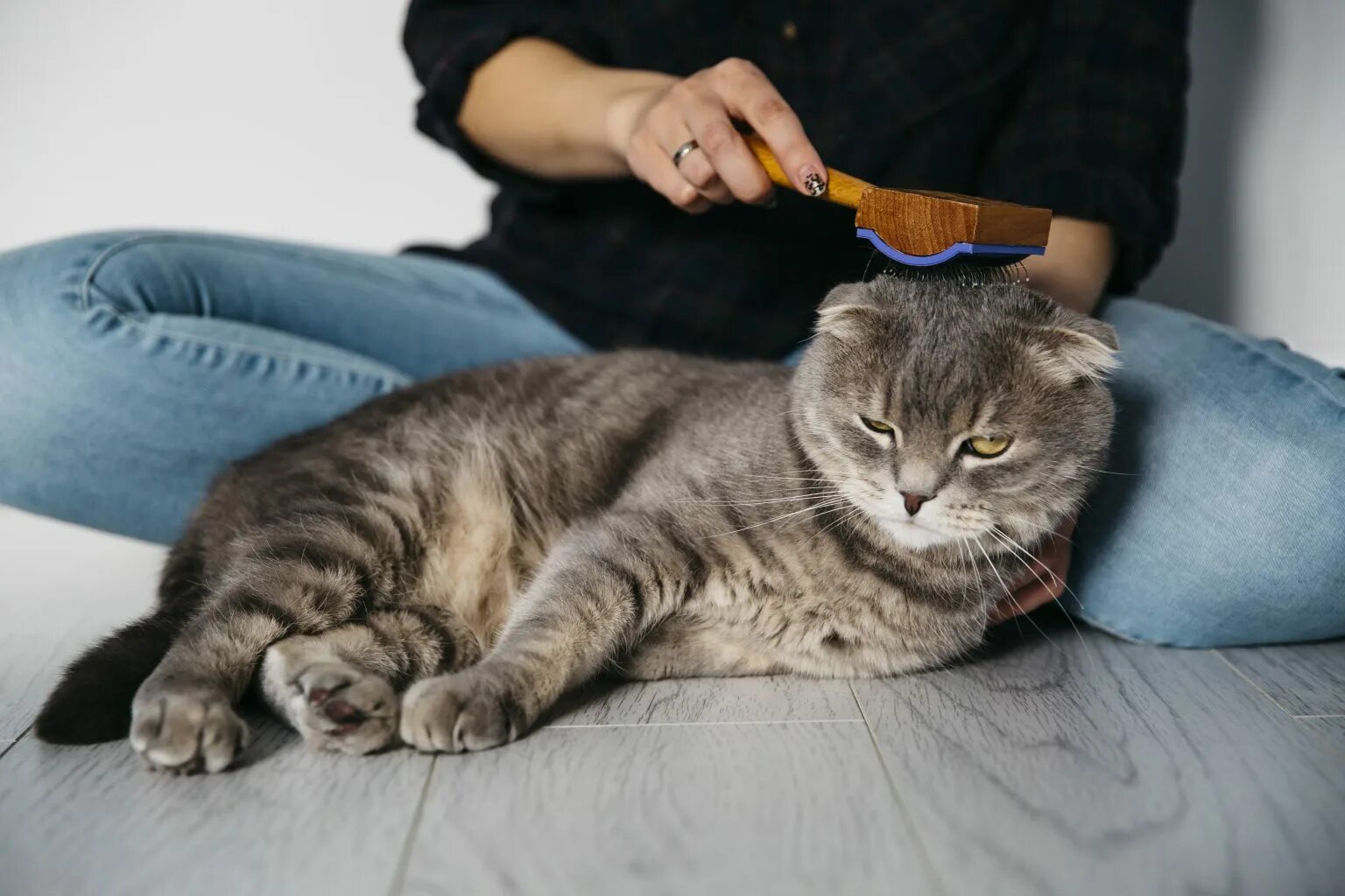 Сколько живет шотландская кошка в домашних условиях. Вычесывание кошек. Кошку расчесывают. Шотландская вислоухая кошка вычесывание. Вычесывание британских кошек.