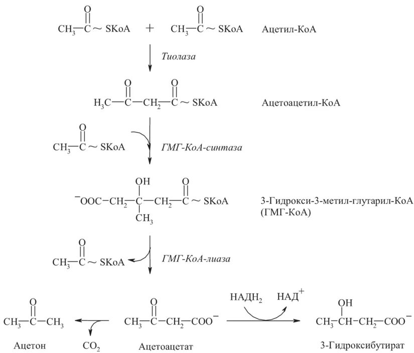 Молекула ацетил коа. Синтез кетоновых тел биохимия. Синтез кетоновых тел биохимия реакции. Синтез ацил КОА из ацетил КОА. Реакция синтеза ацетоацетата.
