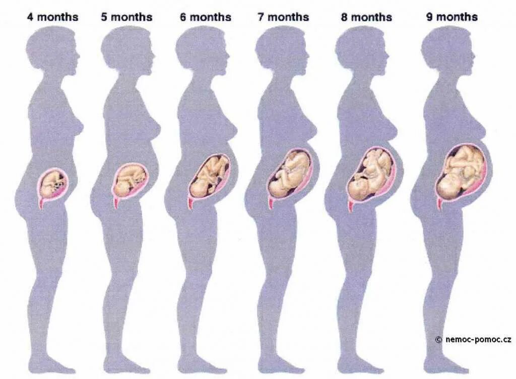 Ребёнок 5 месяцев беоеменности. Ребенок в животе по неделям. Формирование ребенка по неделям. Через сколько видна беременность
