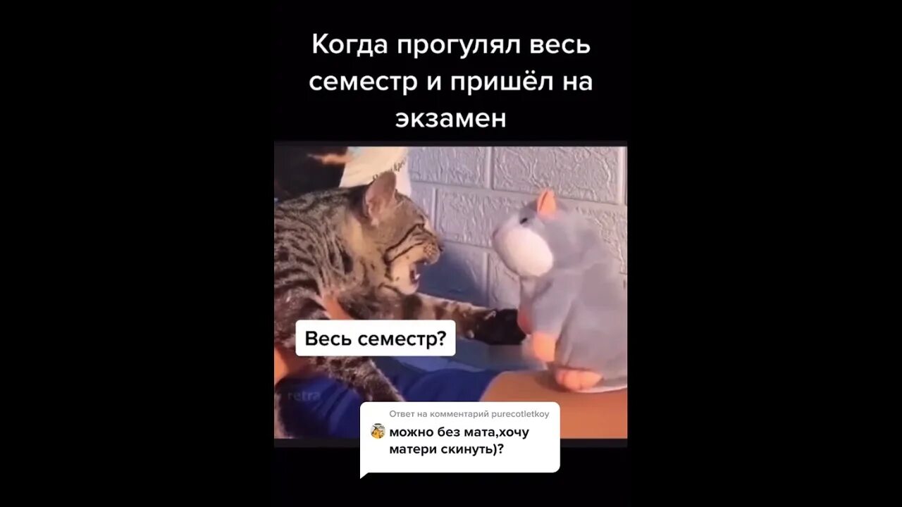 Кот разговаривает по телефону иллюстрация. Дипломатия говорящего кота. Разговор с кошкой. Кот с вороной разговаривает на балконе. Кот говорит на английском.