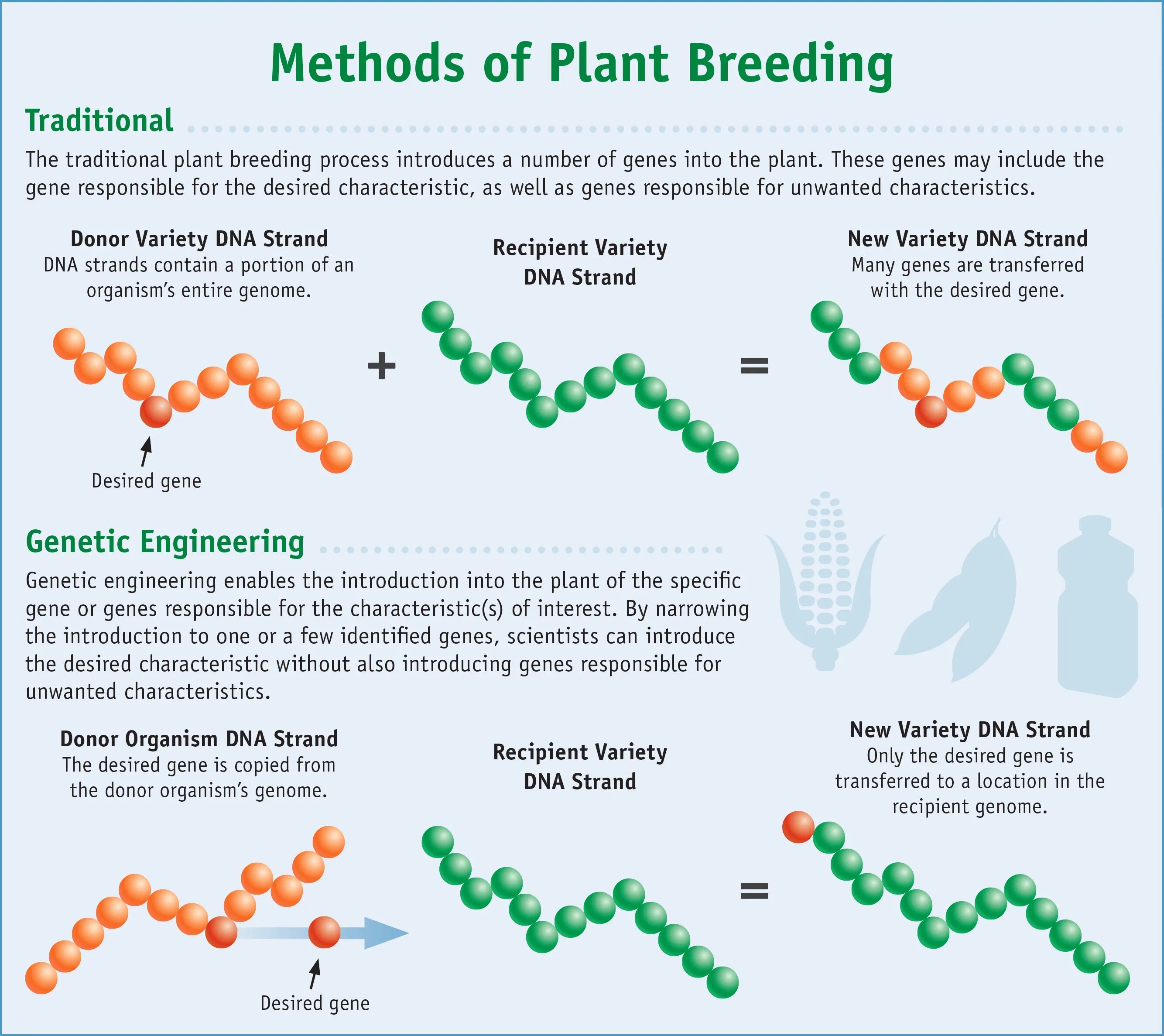 Genetic Engineering of Plants. Methods of genetic Engineering. Genetic Engineering process. Plant breeding