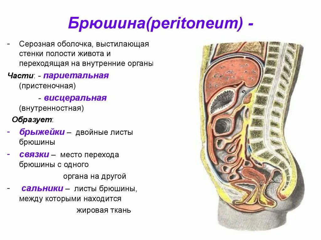 Полости тела перечислить. Строение брюшины и брюшной полости. Брюшина анатомия схема. Строение брюшины топографическая анатомия. Послойное строение брюшины.