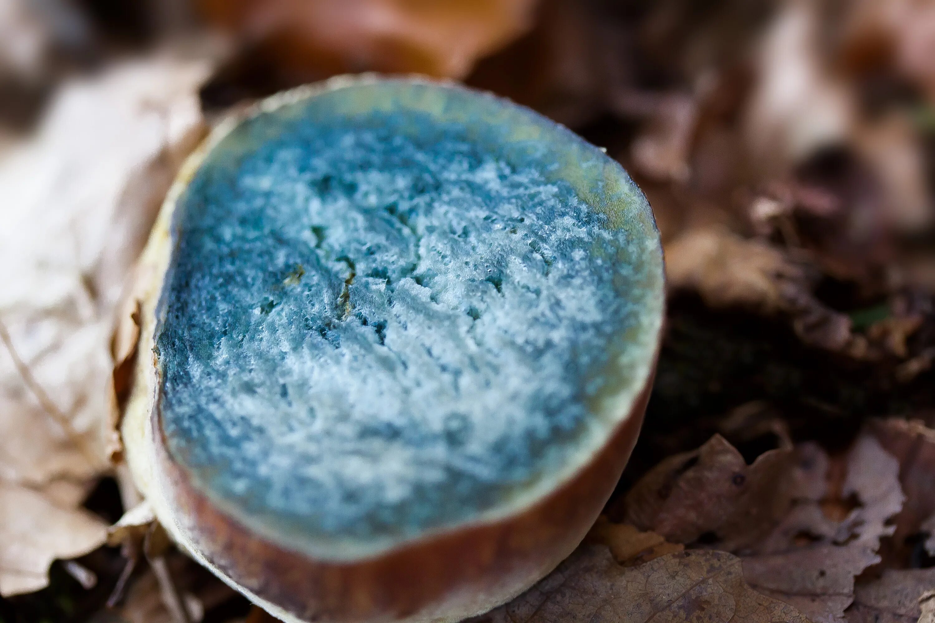 Phallus indusiatus. The fungus is characterised by a conical to bell-shaped cap