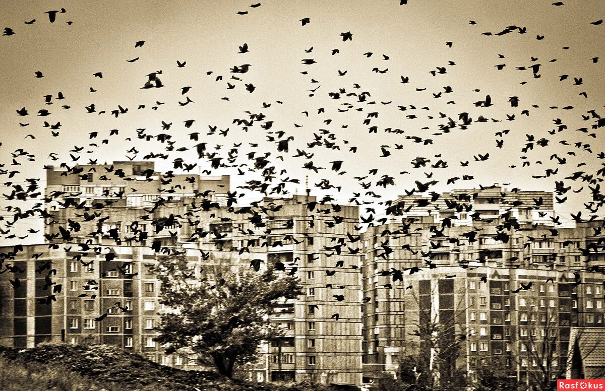 птица в небе над городом. птицы над городом. птицы над городом. прыжок с крыши ночью. стая птиц.