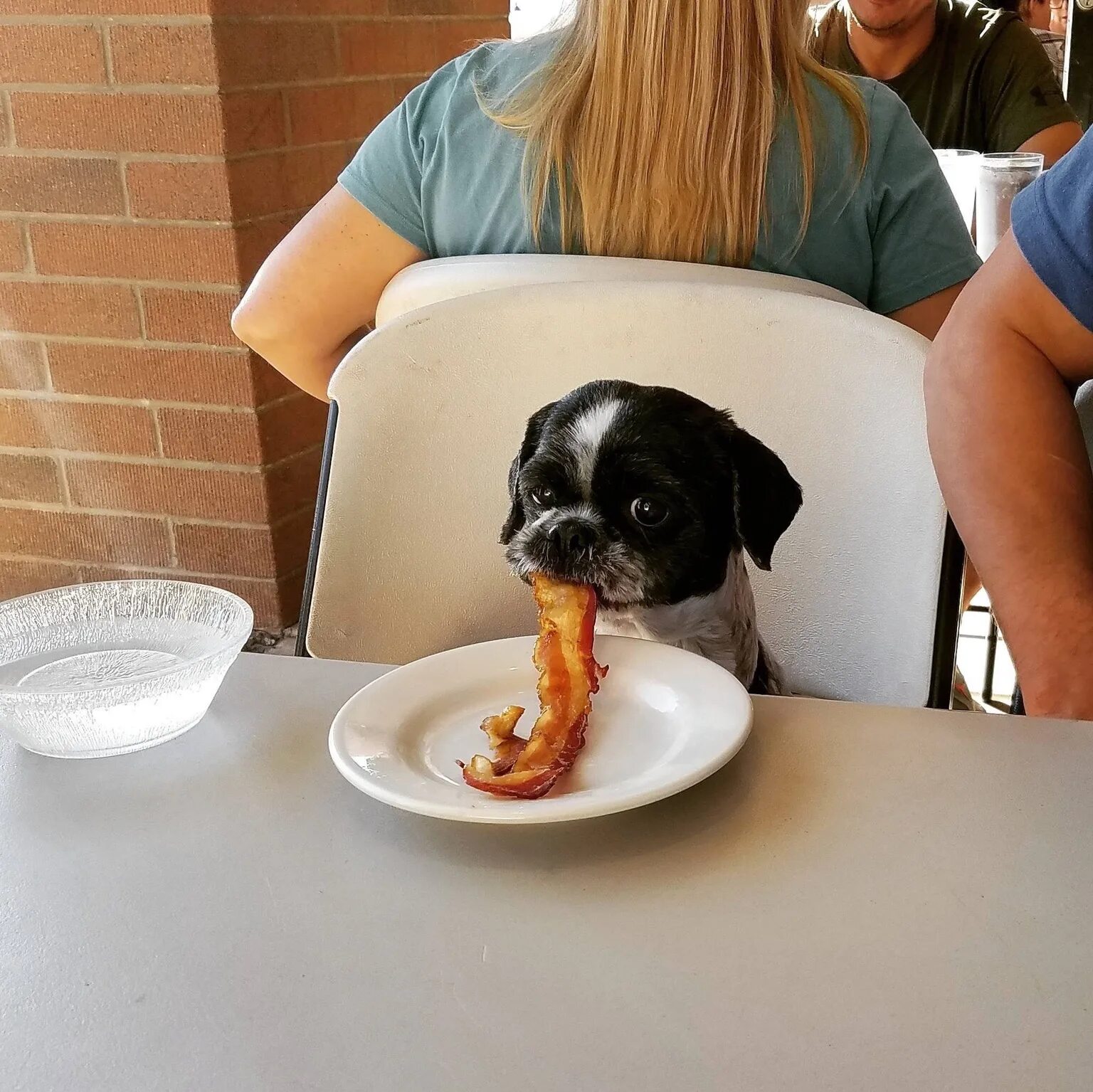 Хорошо пообедать. Собака за столом. Забавные ситуации с животными. Животные и еда. Интересные прикольные картинки.