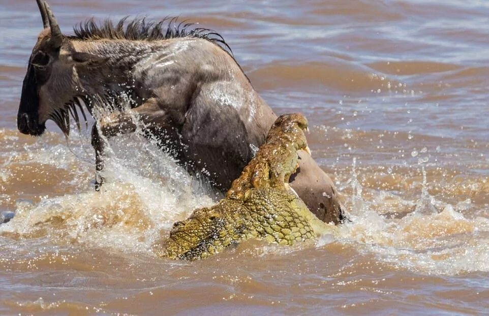 Нильский крокодил охота. Нильский крокодил против бегемота. Нильский крокодил и антилопа.