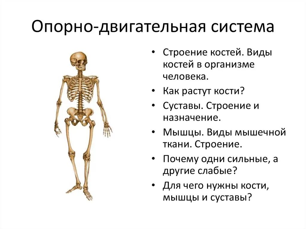 Какую роль выполняет скелет. Опорно-двигательная система человека функции строение и функции. Опорно-двигательная система человека строение костей. Опорно двигательная система скелет человека анатомия. Опорно двигательная система состоит строение и рост костей.