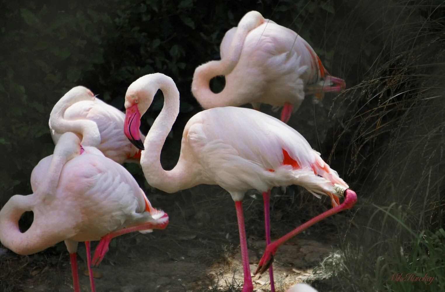 В каком мультфильме есть фламинго. Фламинго белореченск. white flamingo. благородные фламинго. животные сердечки фламинго.