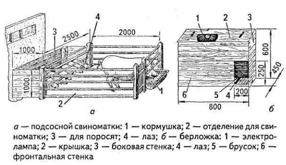 Кормление подсосных. Кормление подсосных
