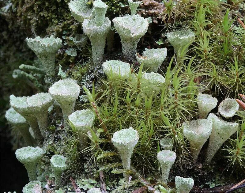 Кладония бахромчатая. Cladonia fimbriata. Лишайник кладония бахромчатая. Кладония бороздчатая.