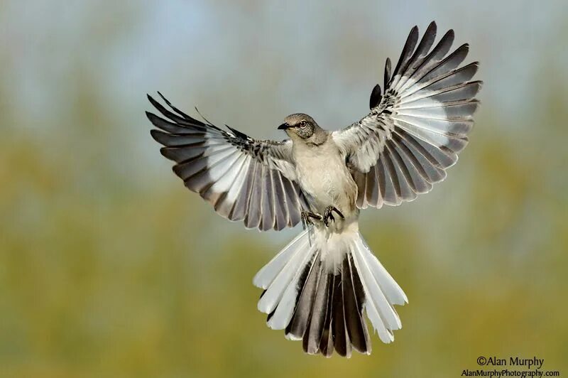 Дрозд пересмешник. Многоголосый пересмешник. Mockingbird птица. Хохлатый пересмешник.