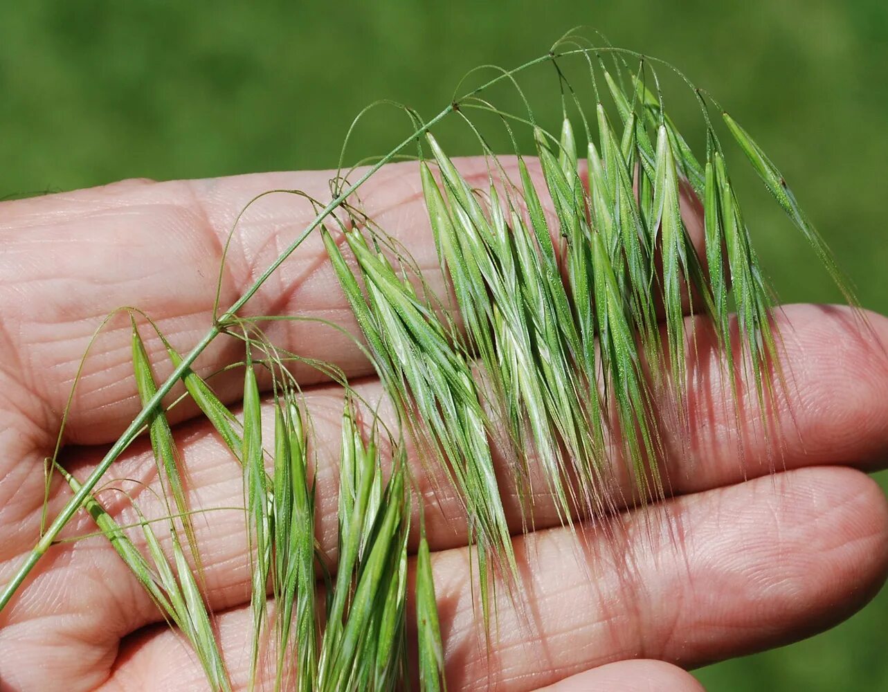 Посеять костер. Anisantha tectorum. Костер полевой (Bromus arvensis). Bromus tectorum. Bromus tectorum растение.