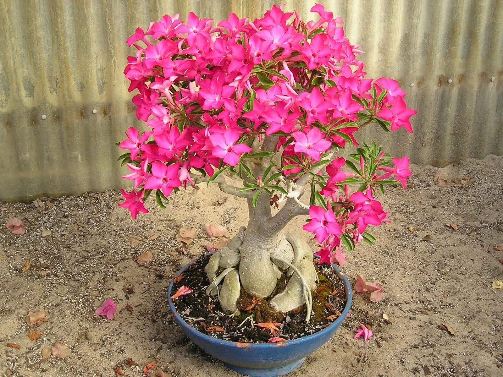 Цветок адениум как ухаживать. Адениум (Adenium).