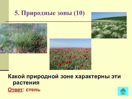 Растения природных зон. Растительность степи. О какой природной зоне идет речь. Мак подсолнечник из спроса в какой природной зоне произрастает. Растительность степи.