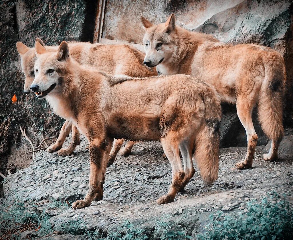 Волк коим. Тибетский горный волк. canis lupus chanco. красный волк. тибетский красный волк.
