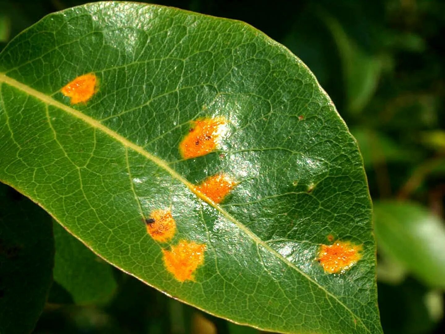 Plant disease. Ржавчина , пятнистость, мучнистая роса. Gymnosporangium sabinae. Оранжевая пятнистость черемухи. Септориоз груши.