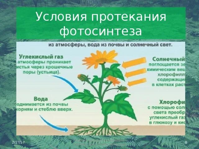 Влияние какого условия на процесс фотосинтеза. Воздушное питание растений фотосинтез. Условия протекания фотосинтеза. Условия необходимые для фотосинтеза. Условия необходимые для протекания процесса фотосинтеза.