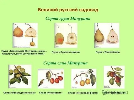 Программа груш