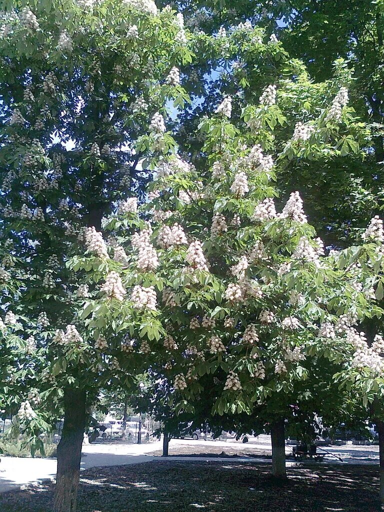 Цветут каштаны кисловодск. Каштан aureovariegata. Каштан крымский дерево. Каштан нецветущий дерево. Каштан дерево цветет.