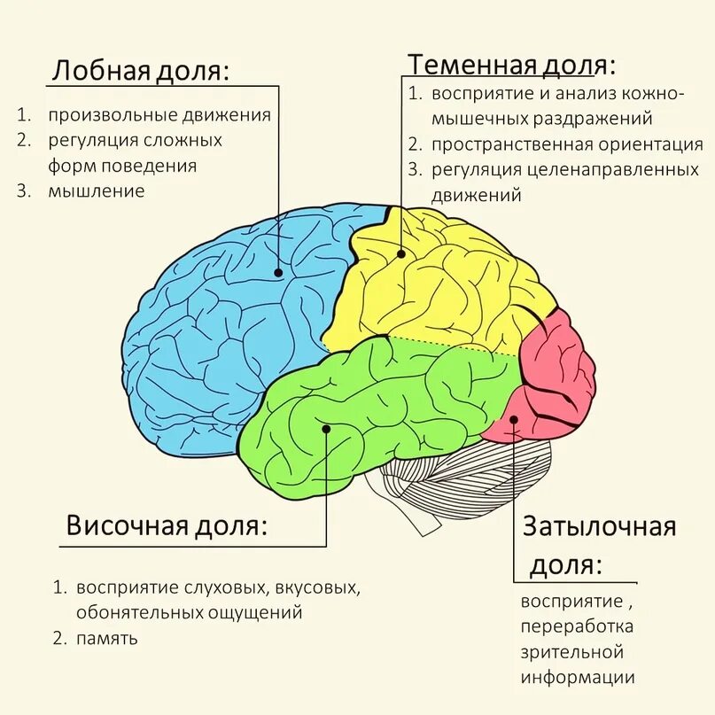 Конечный мозг. Доли полушарий мозга. Полушария делятся на доли. В каждом полушарии долей