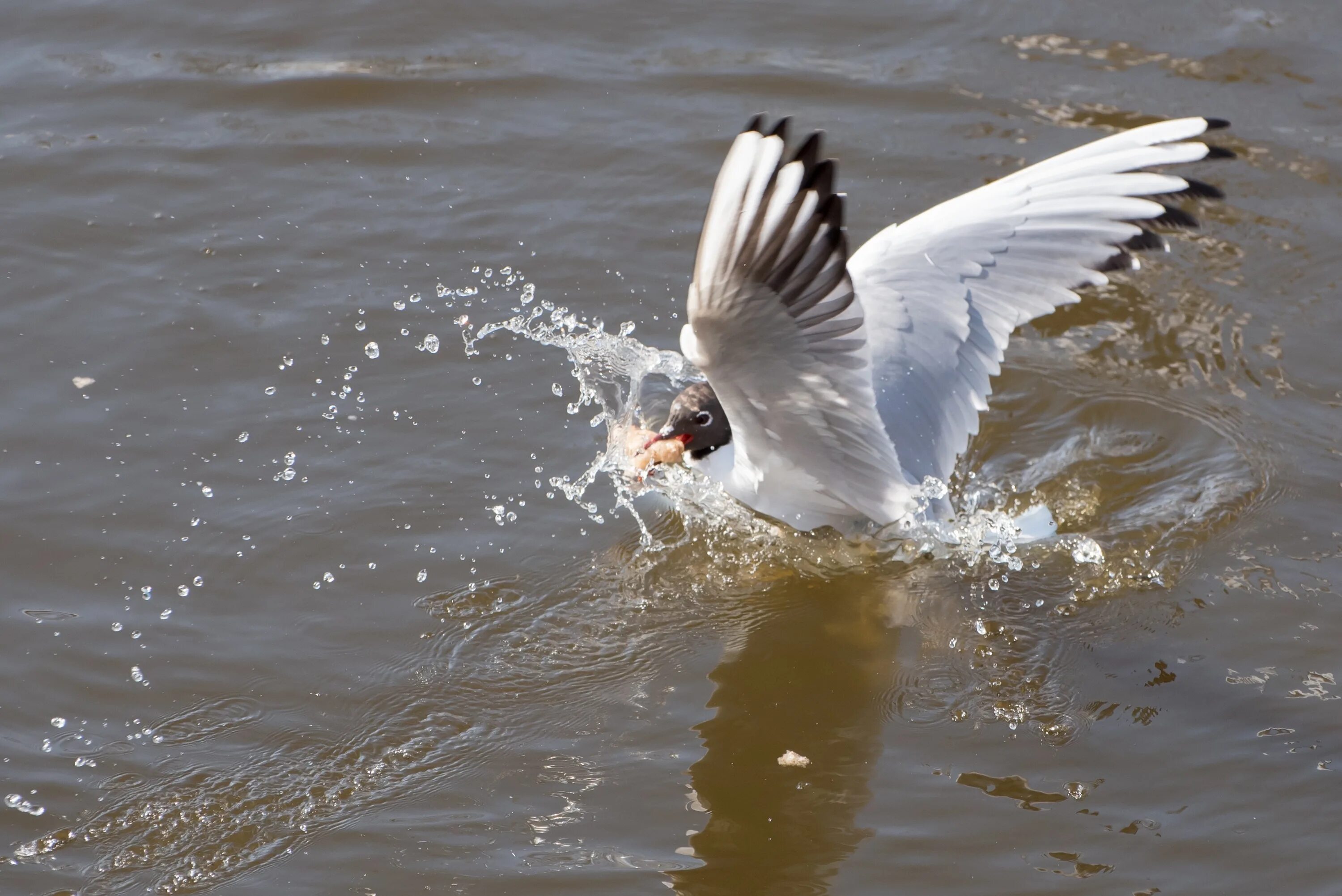 Птицы на воде. Птицы на воде в природе. Птицы на воде фото. Утка с крыльями.